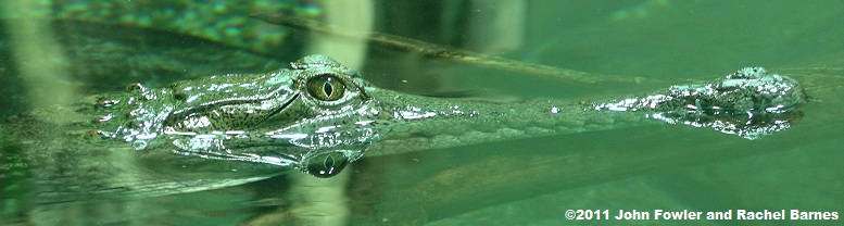 Freshwater Crocodile Crocodylus johnstoni
